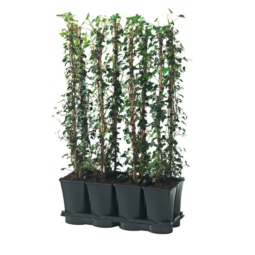 Eufu Hedera Hibernica T17 H095