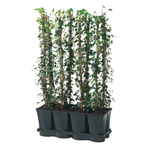 Eufu Hedera Hibernica T17 H095