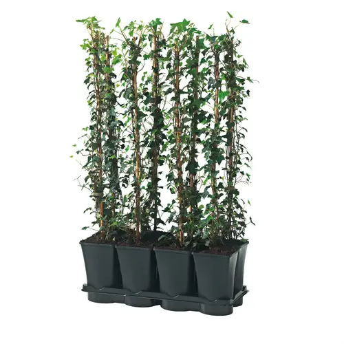 Eufu Hedera Hibernica T17 H095