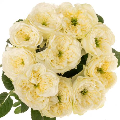 Rose creme Snow Diamond gefüllt 60cm