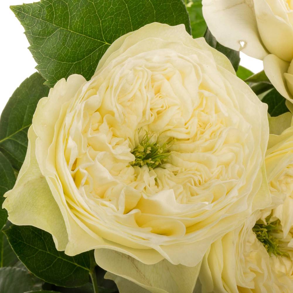 Rose creme Snow Diamond gefüllt 60cm