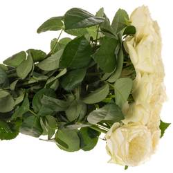 Rose creme Snow Diamond gefüllt 60cm