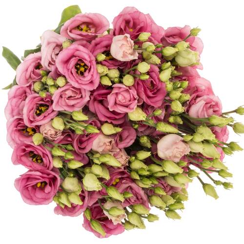 Lisianthus rosa Rosita Waalzicht
