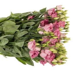 Lisianthus rosa Rosita Waalzicht
