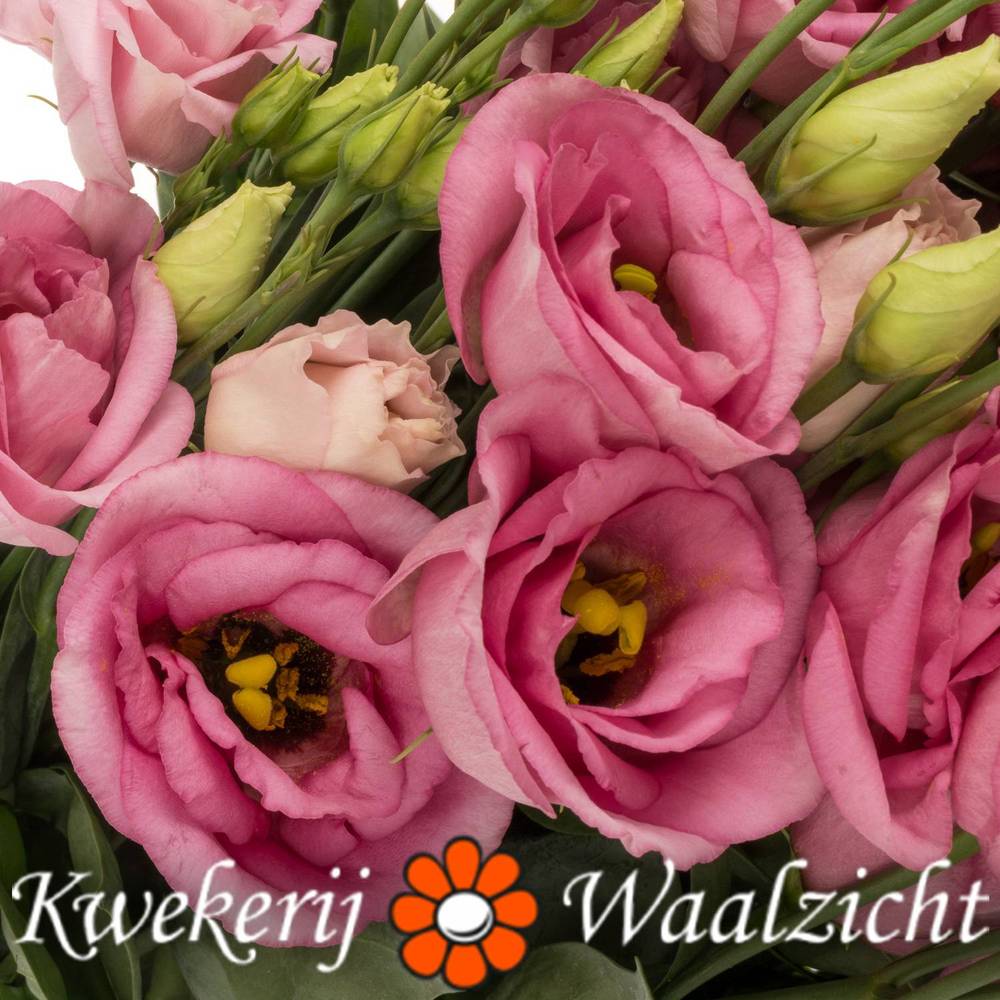 Lisianthus rosa Rosita Waalzicht