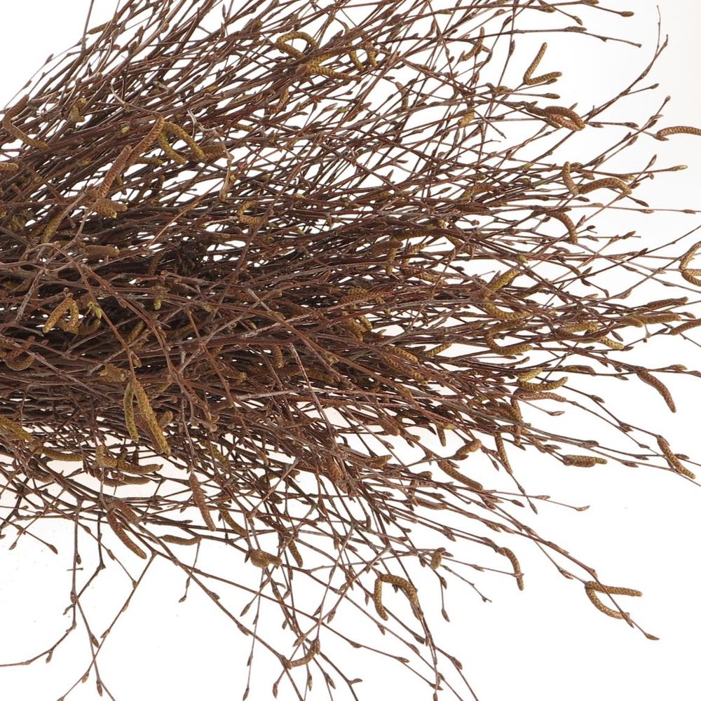 Birke braun Betula 60cm