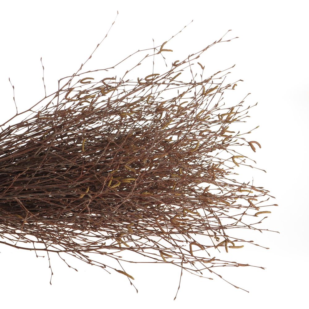 Birke braun Betula 60cm