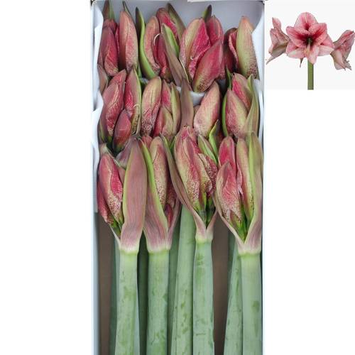 Amaryllis Krt.weiss/rot Revel X15