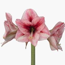 Amaryllis Krt.weiss/rot Revel X15