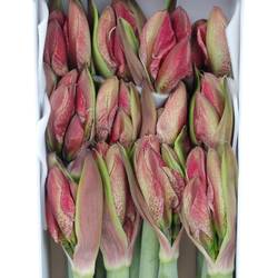 Amaryllis Krt.weiss/rot Revel X15