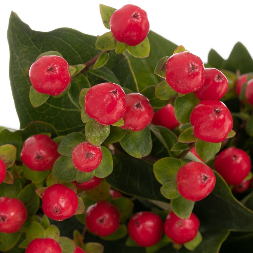 Hypericum rot verzweigt Coco Rio 65cm