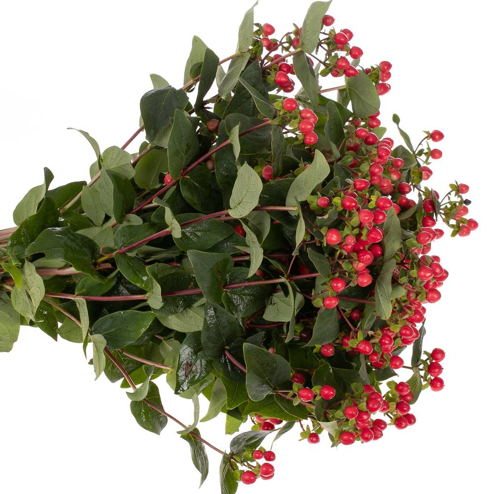 Hypericum rot verzweigt Coco Rio 65cm