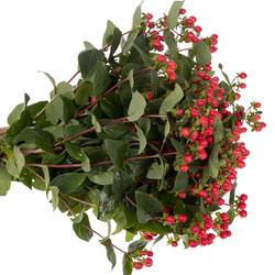 Hypericum rot verzweigt Coco Rio 65cm
