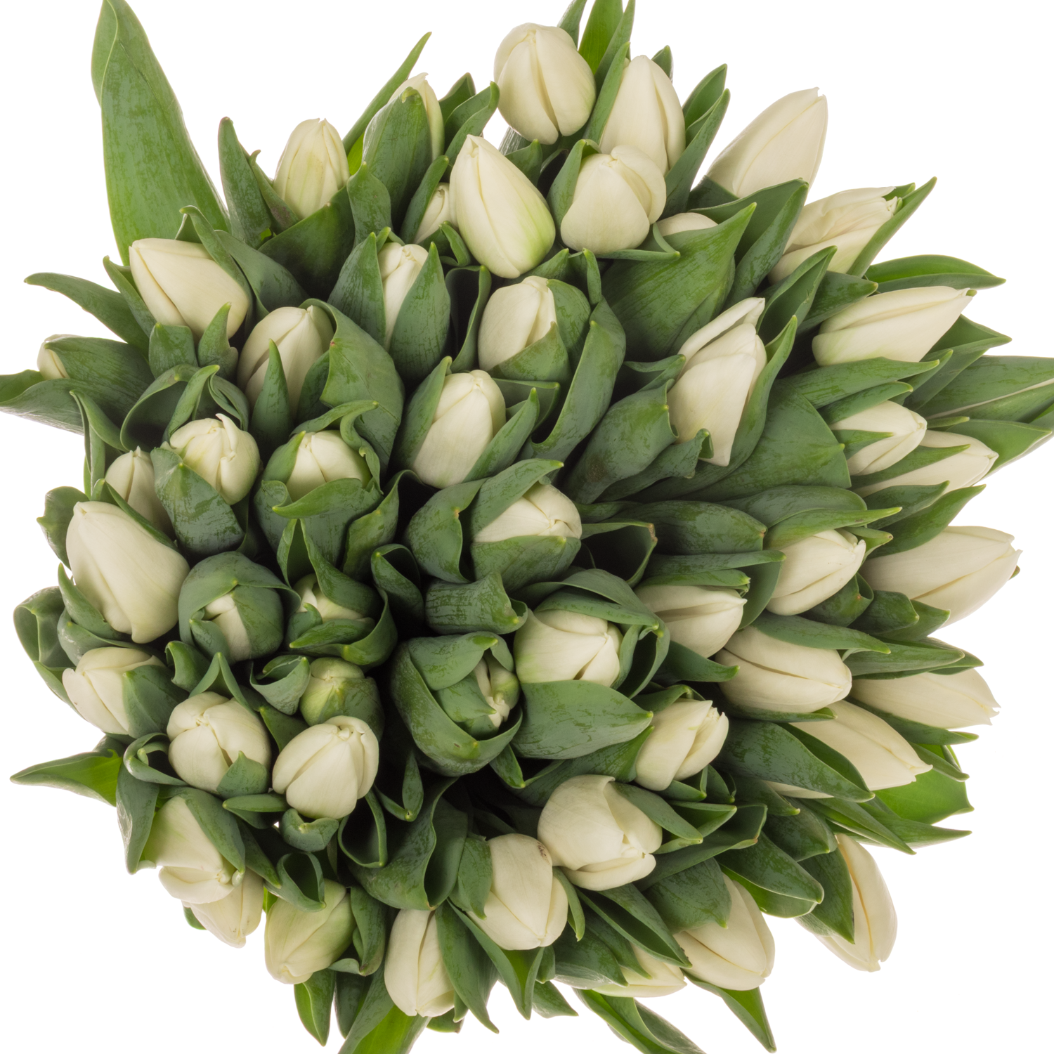 Tulpe weiss Update Coas Tulip 38 Gramm