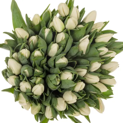 Tulpe weiss Update Coas Tulip 38 Gramm