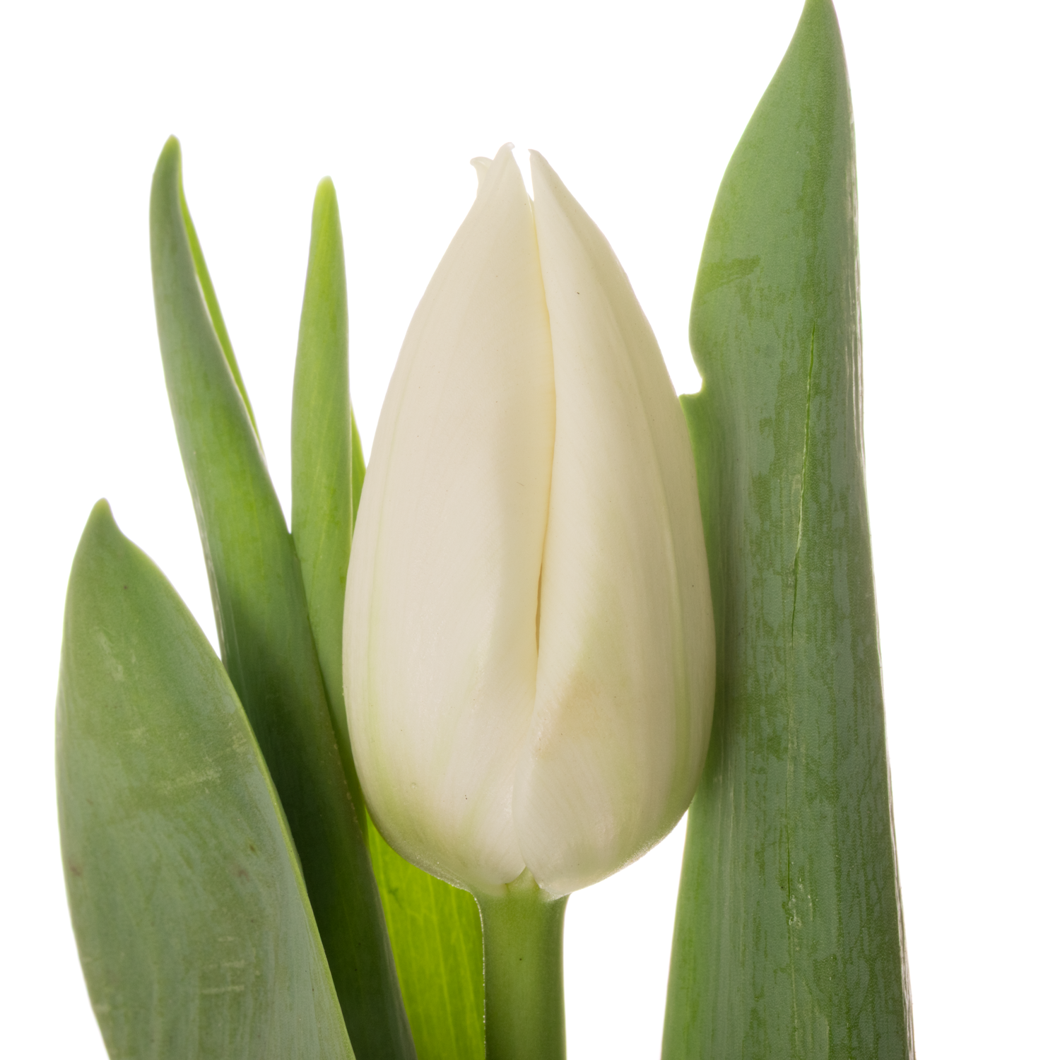 Tulpe weiss Update Coas Tulip 38 Gramm