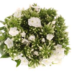 Phlox weiss Danielle 42cm