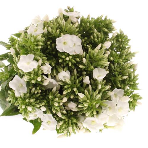 Phlox weiss Danielle 42cm