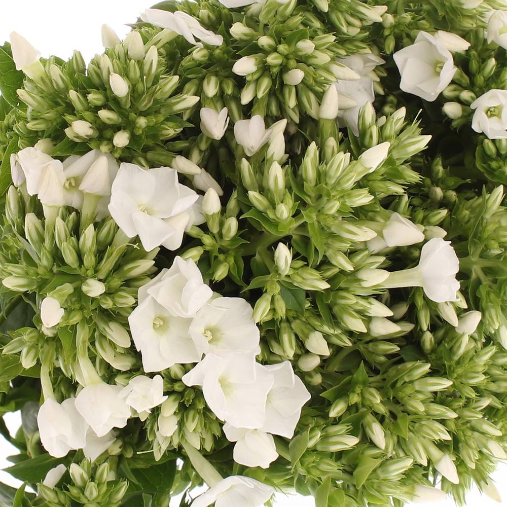 Phlox weiss Danielle 42cm
