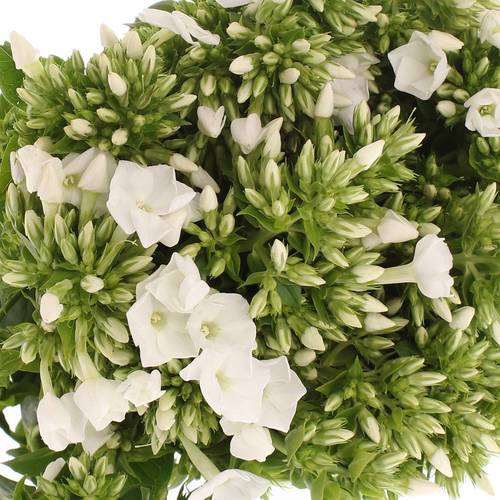 Phlox weiss Danielle 42cm