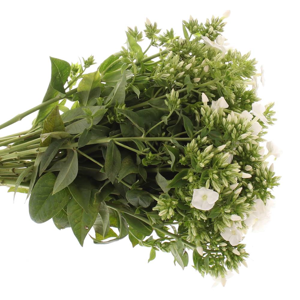 Phlox weiss Danielle 42cm