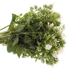 Phlox weiss Danielle 42cm