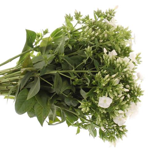 Phlox weiss Danielle 42cm