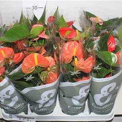 Anth. mix 3+ Schnapch. von Uhr T09 H028