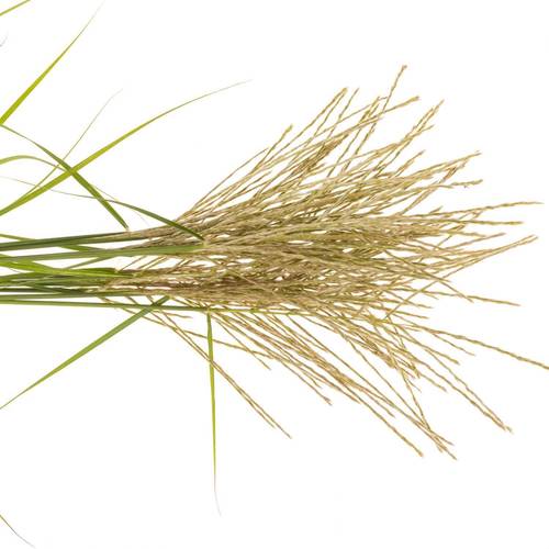 Miscantus gelb/creme 95cm