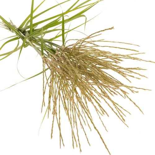 Miscantus gelb/creme 95cm