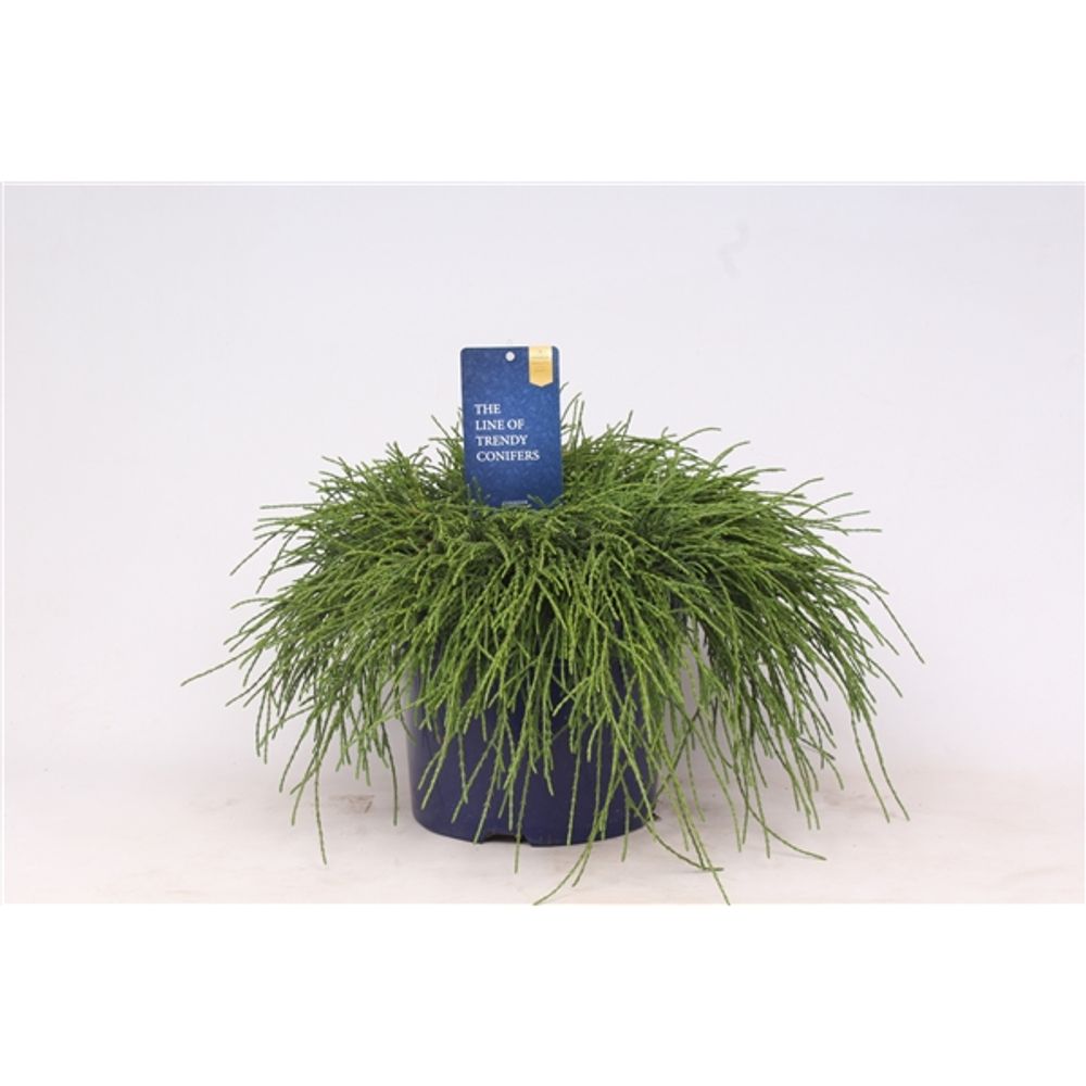 Cham.Pisifera Filifer T23 H045