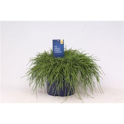 Cham.Pisifera Filifer T23 H045