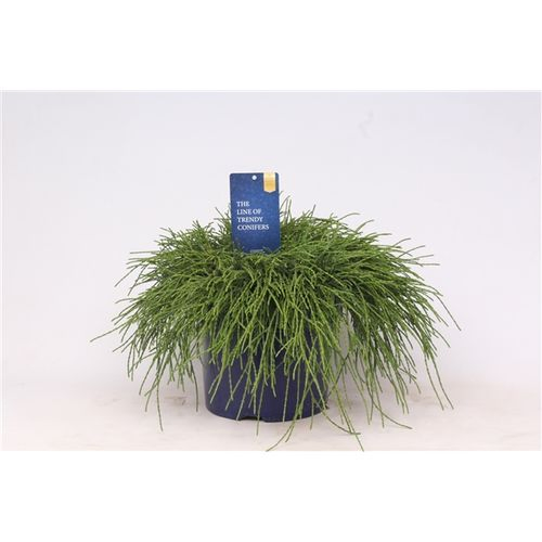 Cham.Pisifera Filifer T23 H045