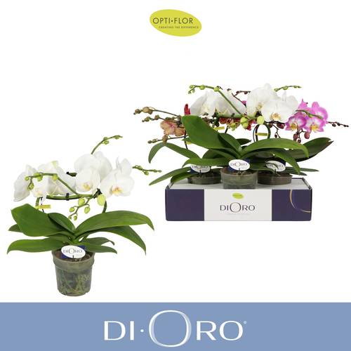 Phal.2-R mix Dioro T12 H050