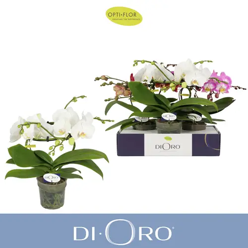 Phal.2-R mix Dioro T12 H050