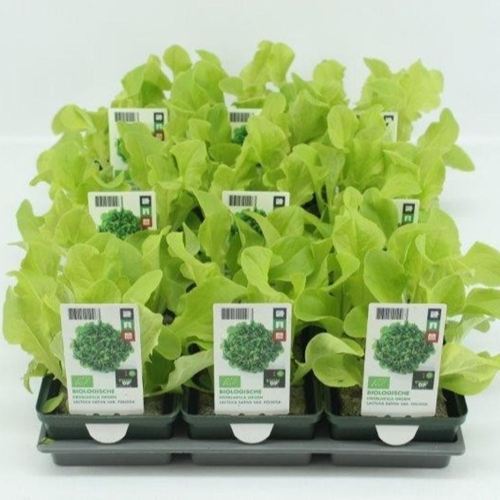 Bio Eichenblattsalat H5 grün (9x6 pfl.)