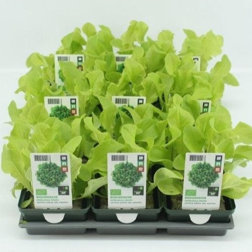 Bio Eichenblattsalat H5 grün (9x6 pfl.)
