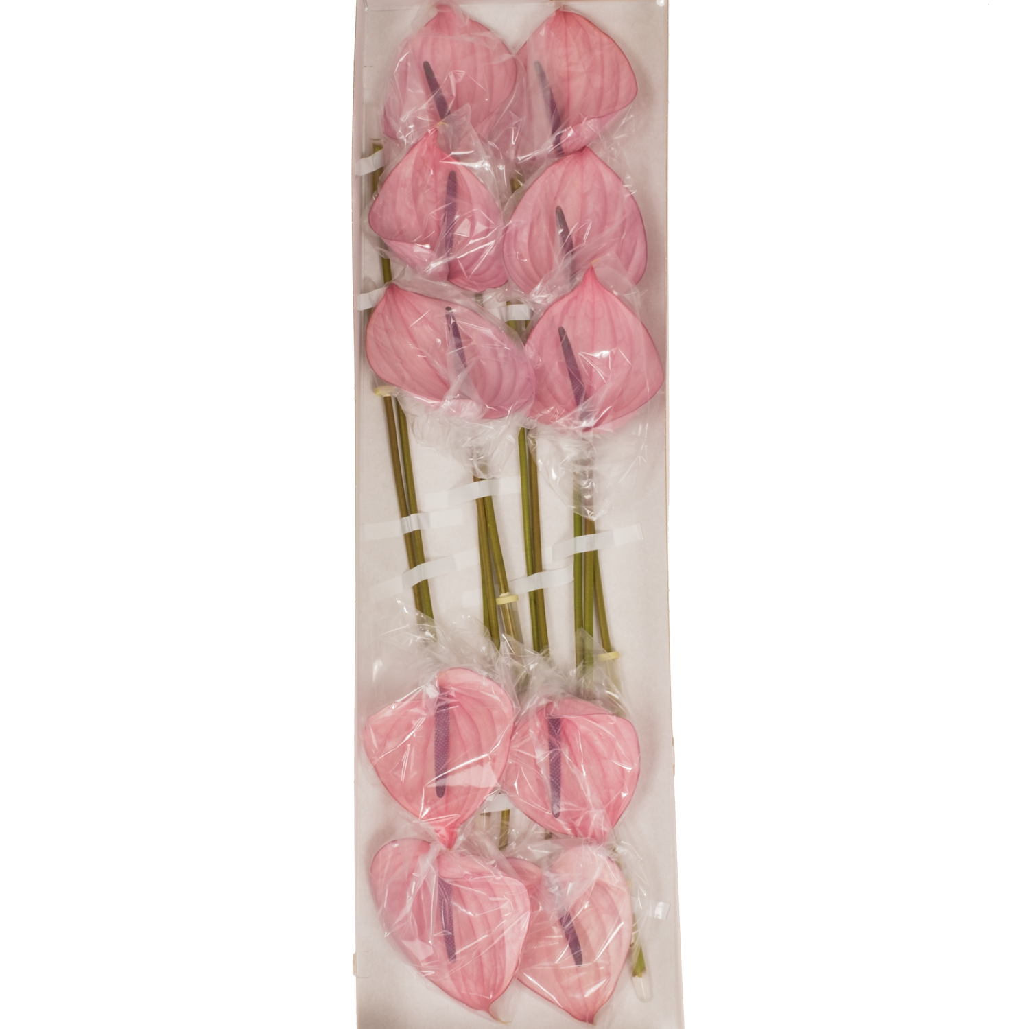 Anthurium hell rosa Bellanca Blüte 15cm