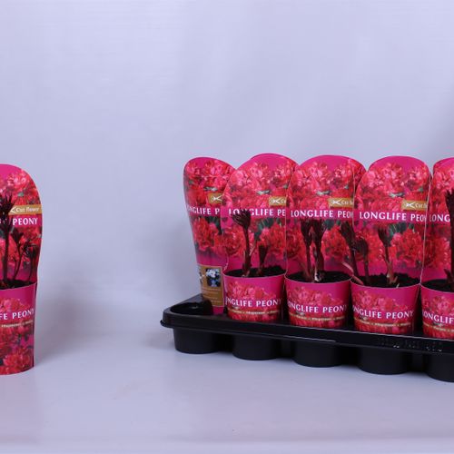 Paeonia rot Longlife T12 H35