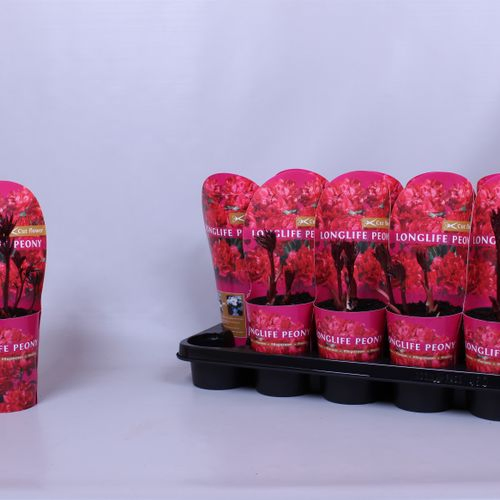 Paeonia rot Longlife T12 H35