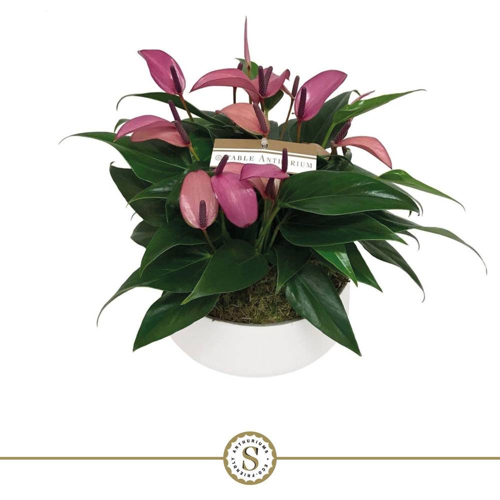 Anthurium lila schale im Übertopf T17 H030