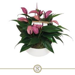 Anthurium lila schale im Übertopf T17 H030