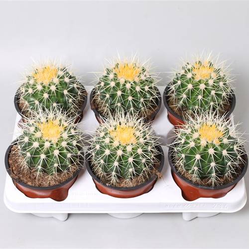 Kaktus Grusonii T13 H20
