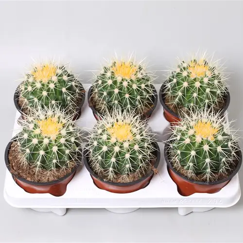 Kaktus Grusonii T13 H20