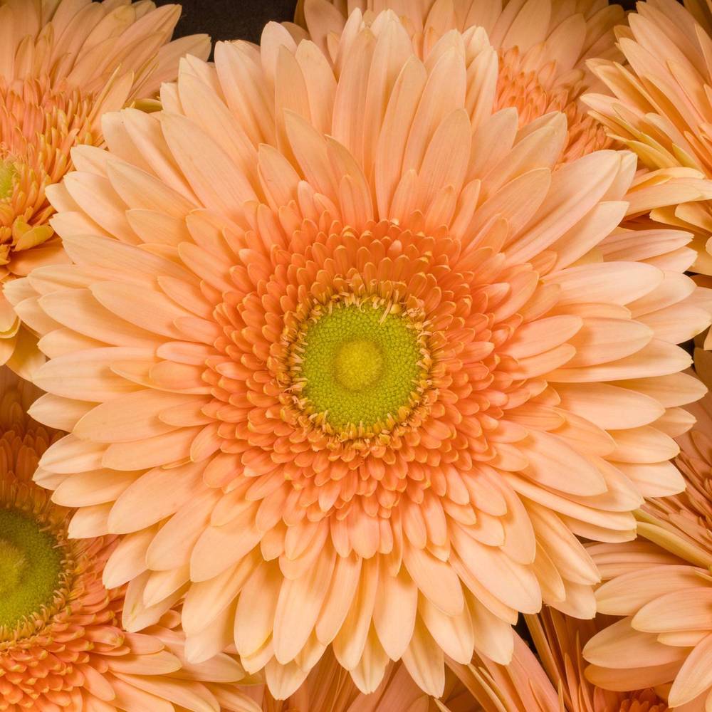Gerbera apricot Carlita