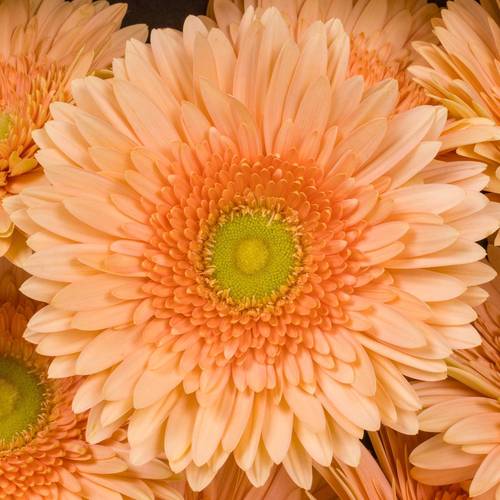 Gerbera apricot Carlita