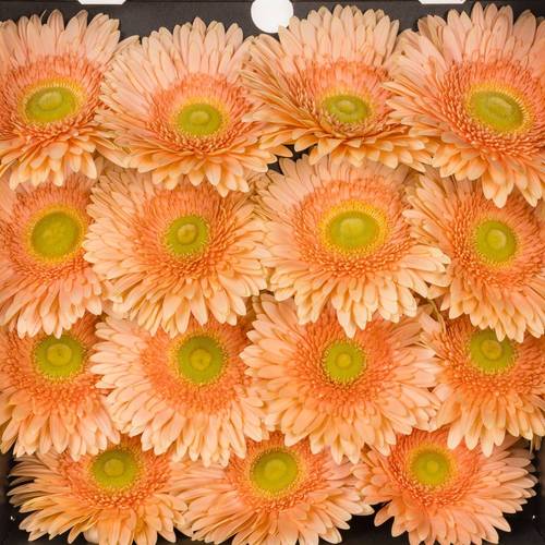 Gerbera apricot Carlita