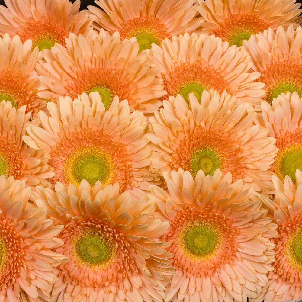 Gerbera apricot Carlita