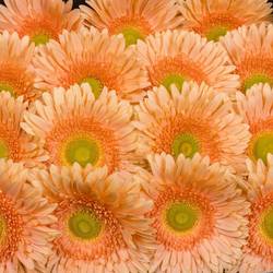 Gerbera apricot Carlita