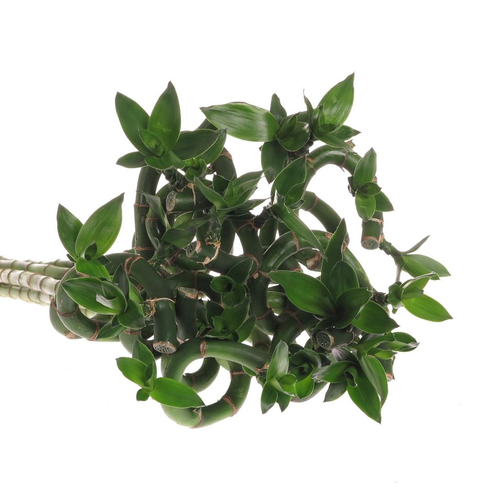 Jungle Bamboe grün Lucky 70cm 